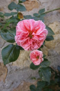 Rose bloom on old wall Rose bloom on old wall